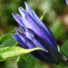 Gentiana asclepiadea - abriachan nurseries